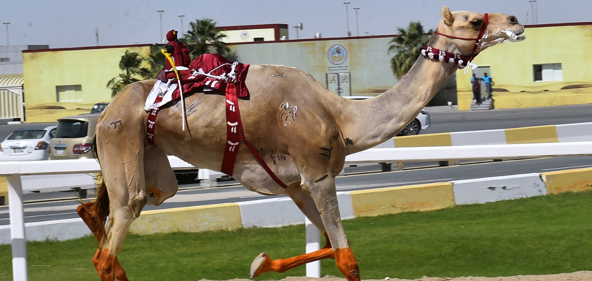 THE HEJEN RACING COMMITTE: CAMEL RACING SEASON ENDS ON A HIGH NOTE