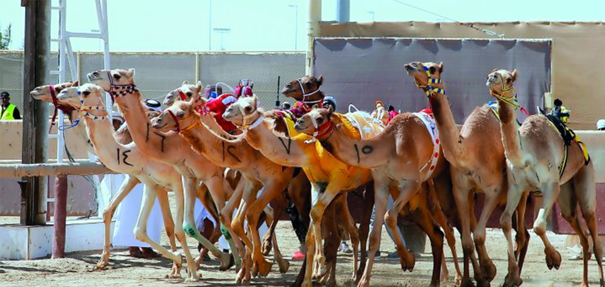 Nearly 7,000 Camels have been registered at The Founders Sword Festival