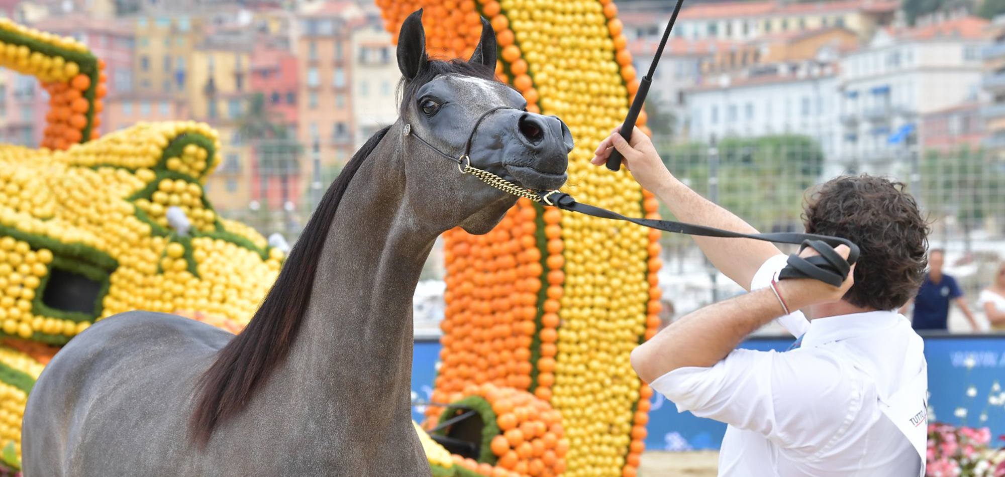 Al Shaqab to Participate in 2020 Menton Horse Championship in France