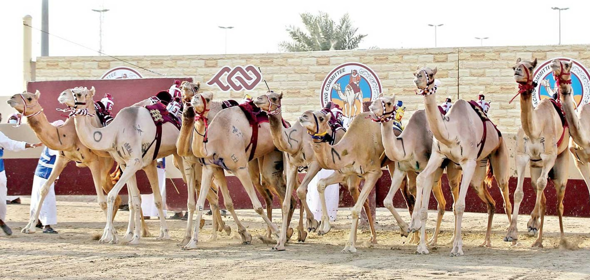 The Camel Racing Committee Expects a Record Participation in HH the Amir festival