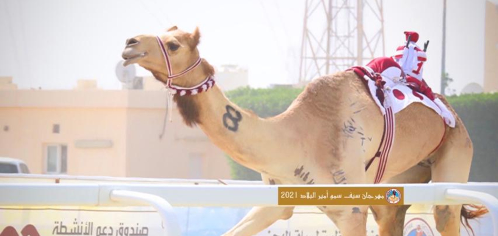 Heads of Arab Camel Racing Federations Praised Qatar for Organising Major Camel Races