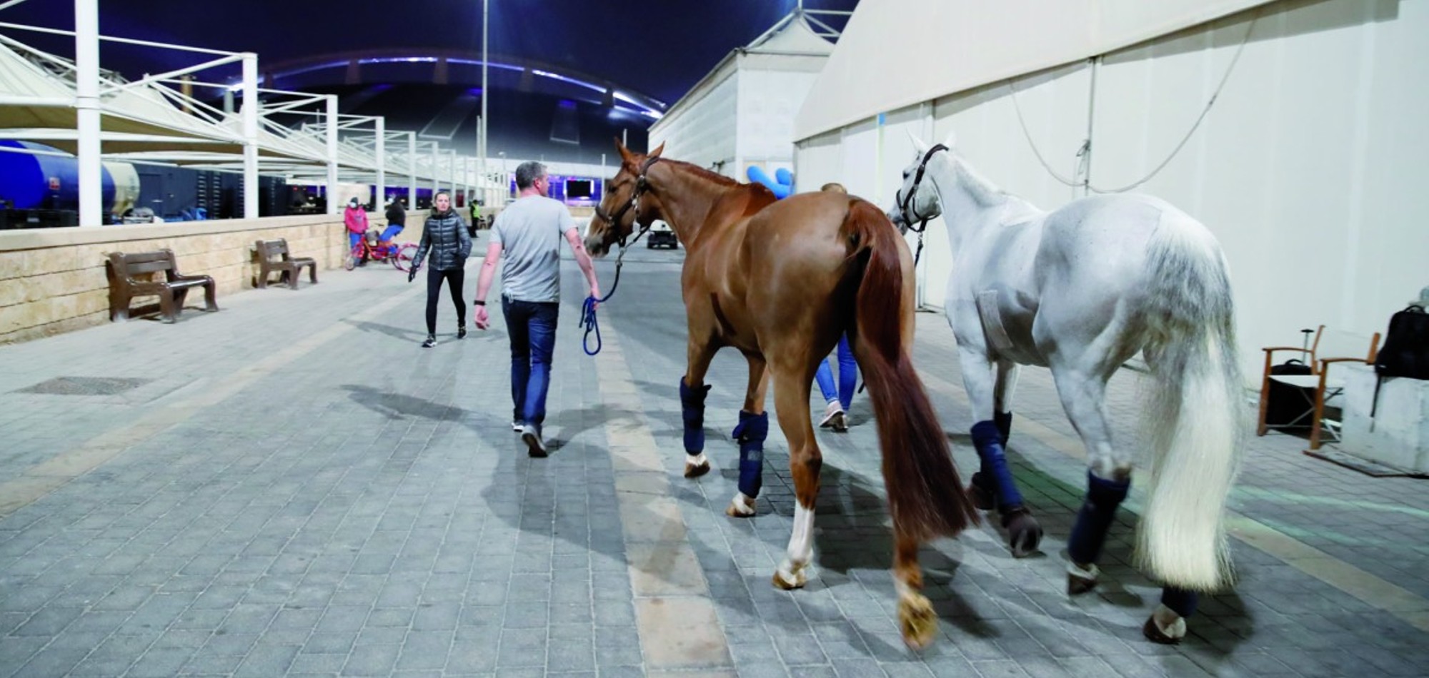 Three flights carrying 146 competition horses arrive in Qatar ahead of CHI Al Shaqab