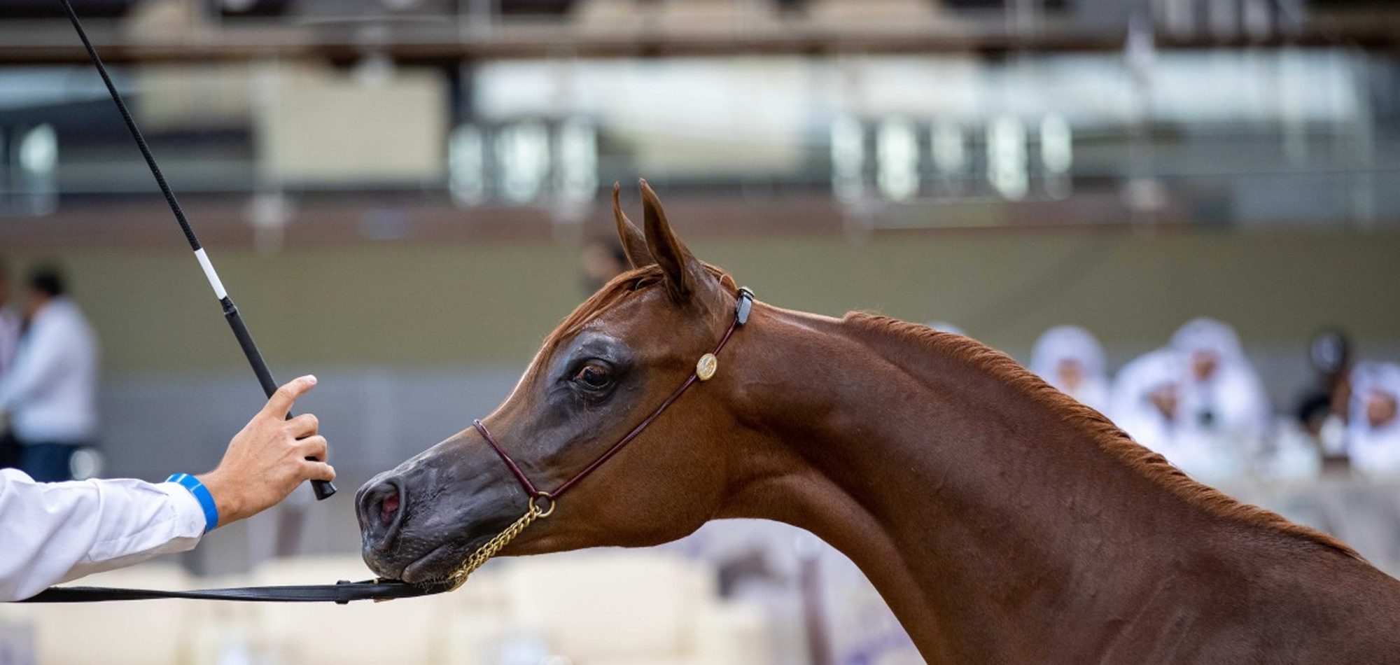 Qatar Arabian Horse Breeders Cup