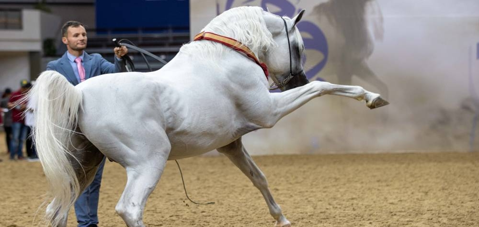 Senior Stallions gold for Lammah Al Naif of Al Athba Stud