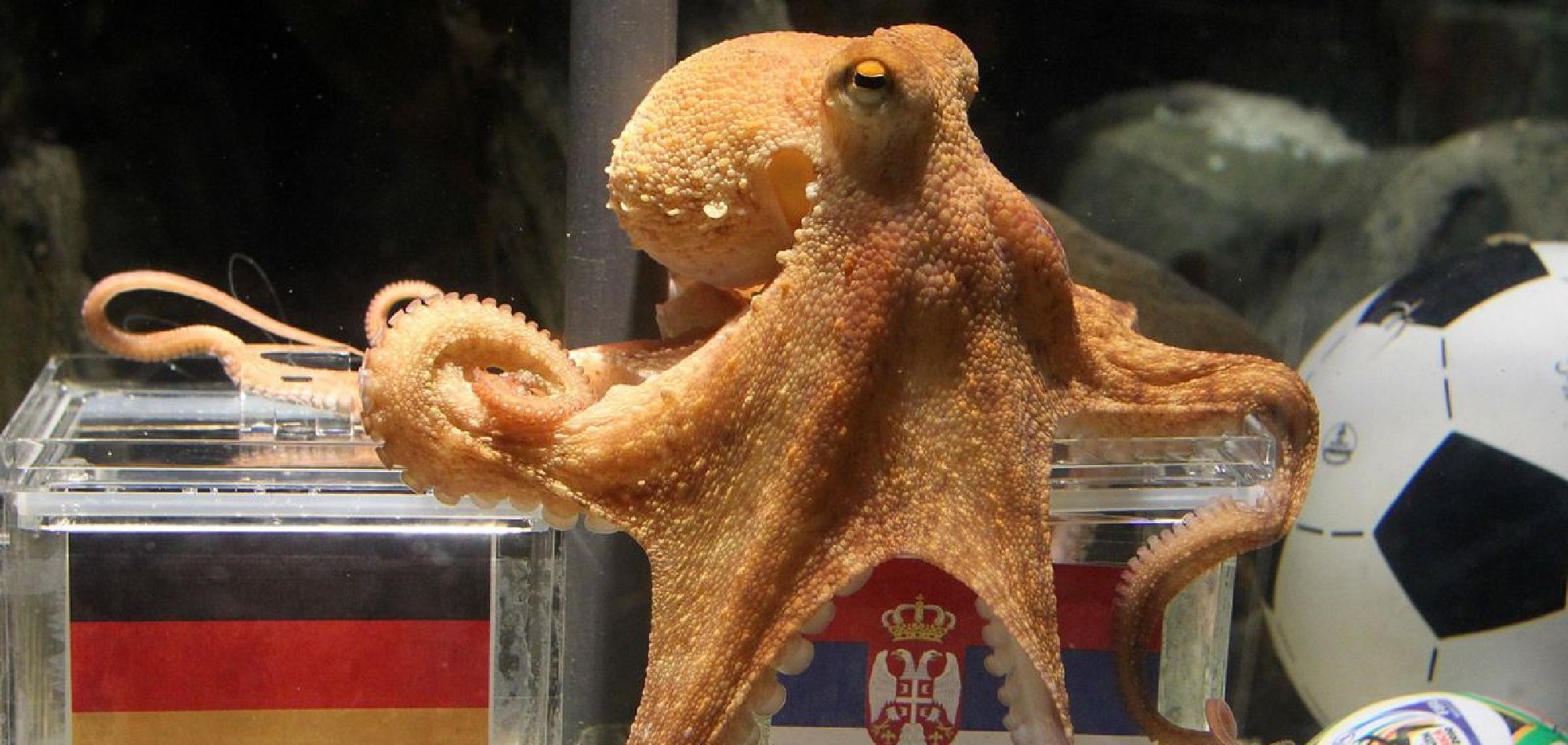 World Cup predictions: From Paul the Octopus to supercomputer-analysts