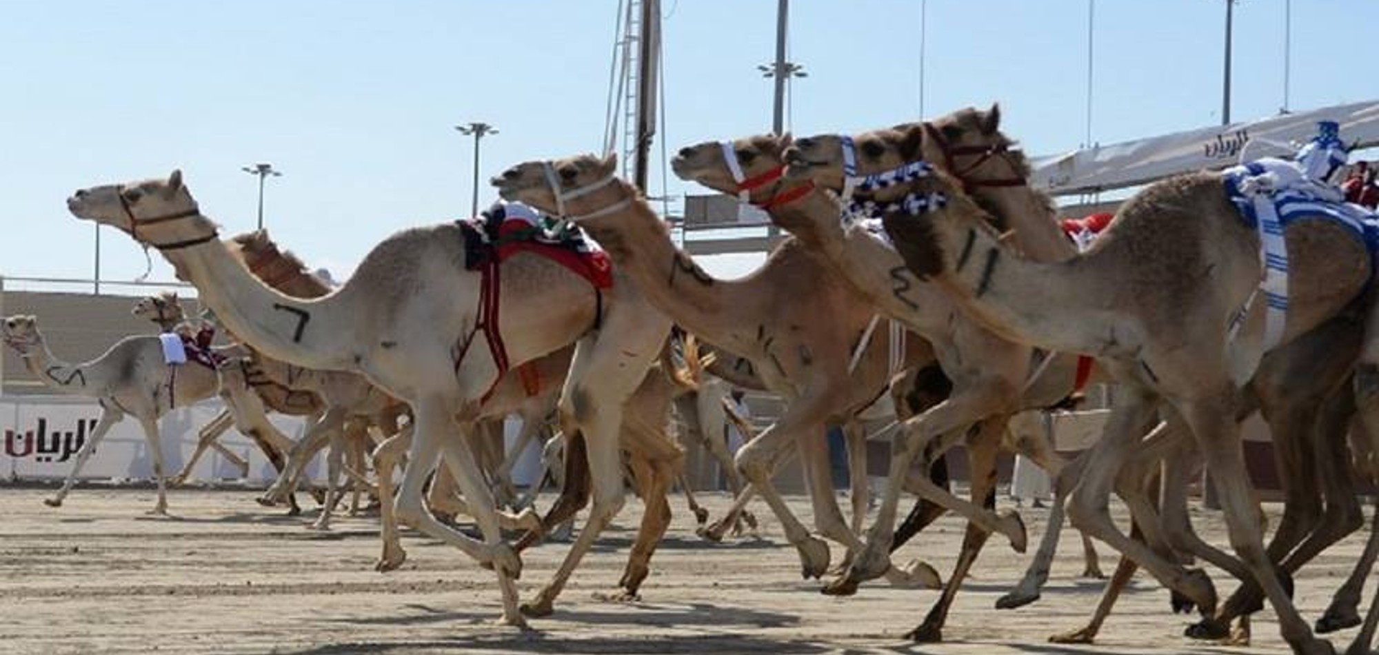 HH the Father Amir Camel Racing Festival Kicks Off Saturday