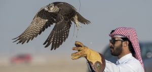 Marmi Festival attracts falconry enthusiasts from around the globe