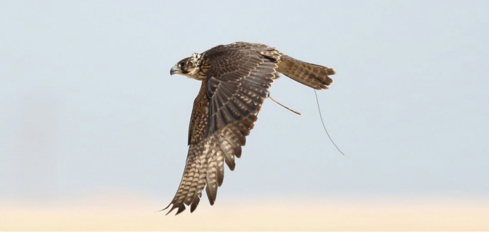 AL GANNAS ASSOCIATION HOSTS QATAR’S FALCONERS CAMPAIGN TO RELEASE FALCONS