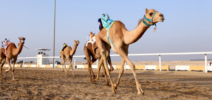 THE EMIR OF QATAR CROWNS WINNERS OF THE HH THE EMIR’S AUTHENTIC ARABIAN CAMEL FESTIVAL.