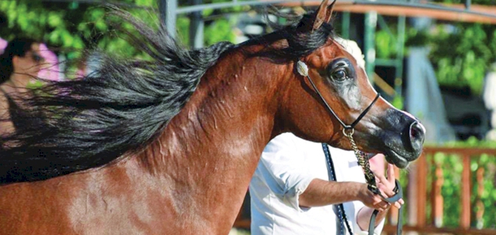 MADEEHA AL SHAQAB WINS SILVER IN ITALY