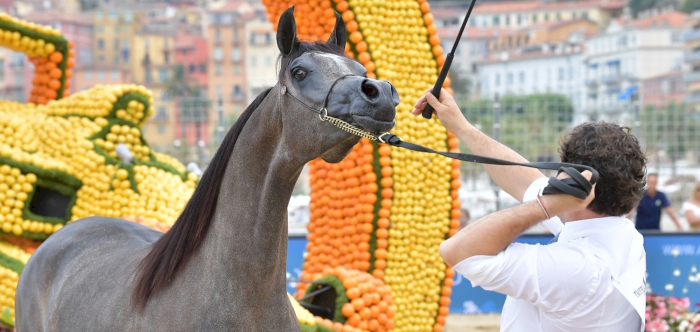 Al Shaqab to Participate in 2020 Menton Horse Championship in France