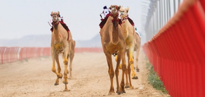 Founder Camel Festival Kicks Off