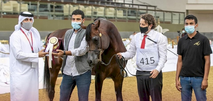  Badie Al Nasser crowned the champion Stallion to close out the 23rd Qatar National Arabian Horse Show 