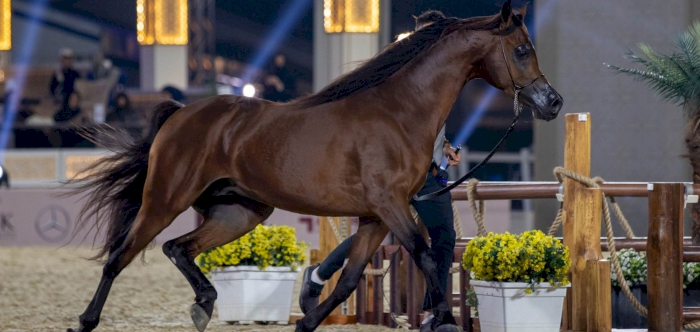 Katara showcases the beauty of Arabian Horses at the 2021 Katara International Arabian Horse Festival.