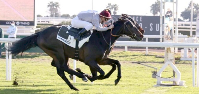 Al Shaqab Racing’s HAURAN impresses on debut