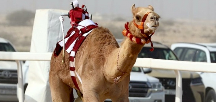 HH the Father Amir Camel Racing Festival: Day 2