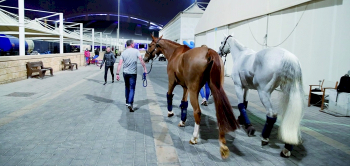 Three flights carrying 146 competition horses arrive in Qatar ahead of CHI Al Shaqab