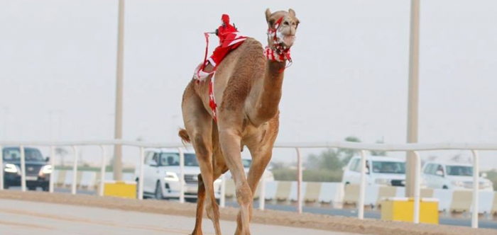 Second local Camel race concludes as Al Shahaniya 