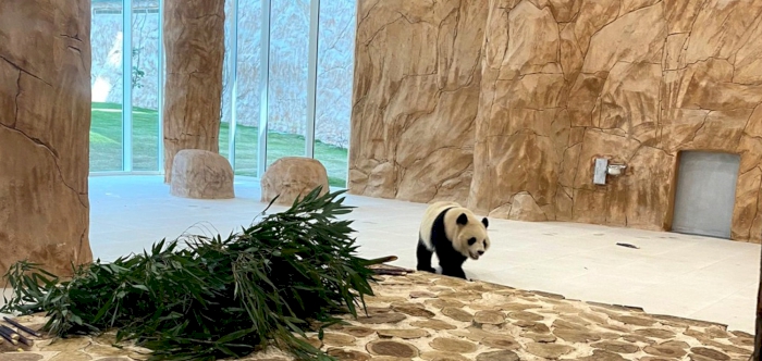 Two giant pandas, first in the region, arrive at Panda House in Qatar