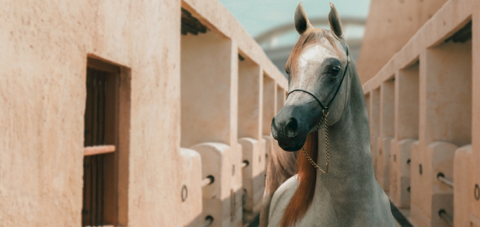 Al Shaqab International Arabian Horse Show set for grand entrance on global stage