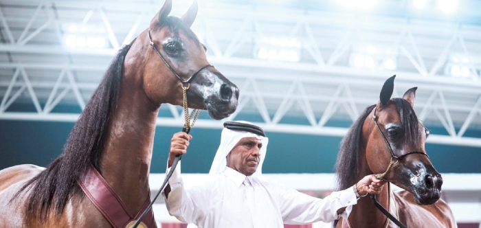 First Al Shaqab International Arabian Horse Show concludes with resounding success