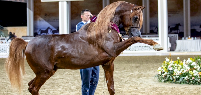 Hader Al Shaqab, D Fala shine as Qatar National Arabian Horse Show concludes