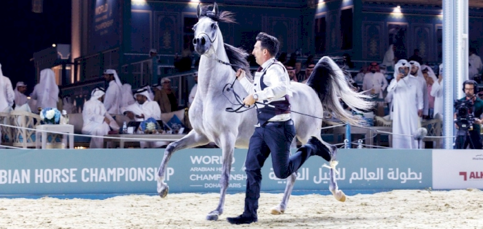 World Arabian Horse Championship delivers unforgettable equine grandeur