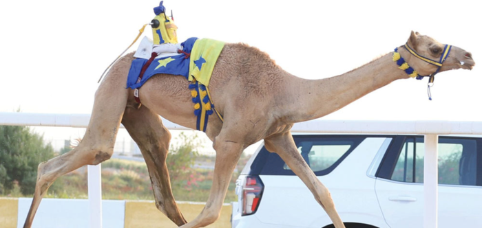 2026-2027 Camel Racing Season Gets Underway at Al Shahaniya