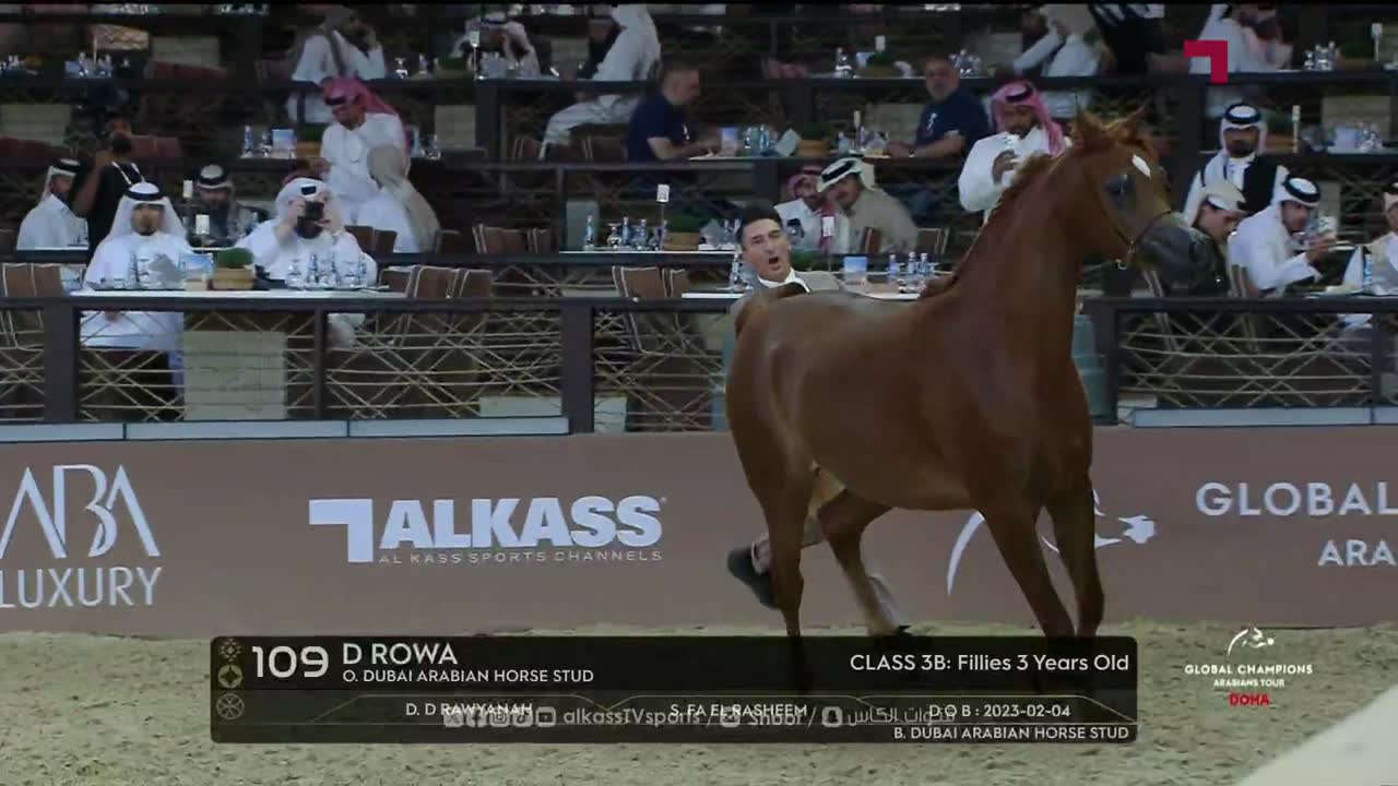 Studio highlights from Day 2 of the Global Champions Arabians Tour | Doha 2026