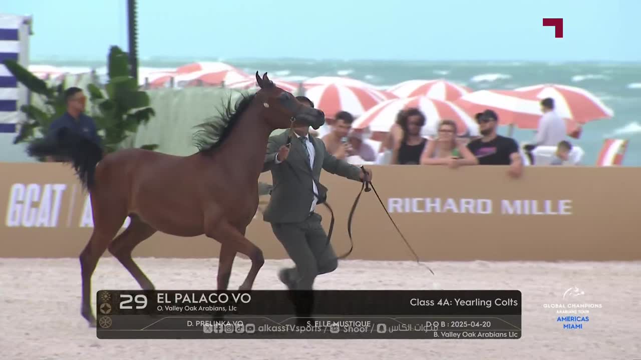 Global Champions Arabians Tour Miami 2026 - Studio Day 1