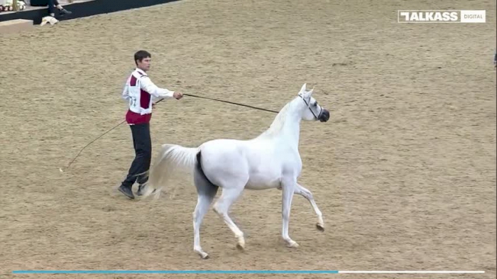 21st Qatar National Arabian Horse Show