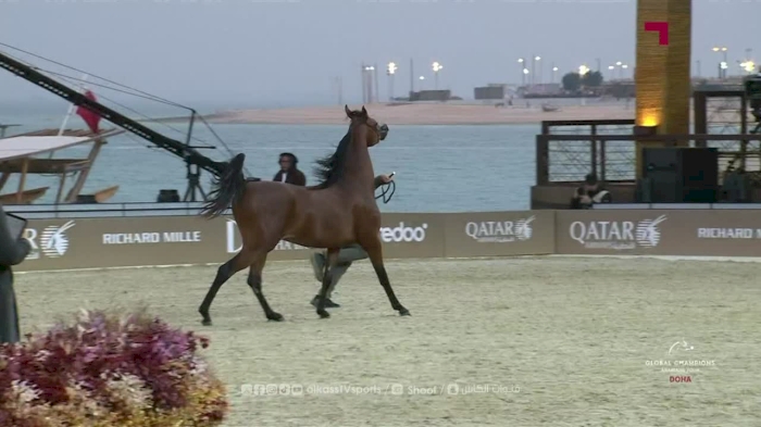 Global Champions Arabians Tour Studio
