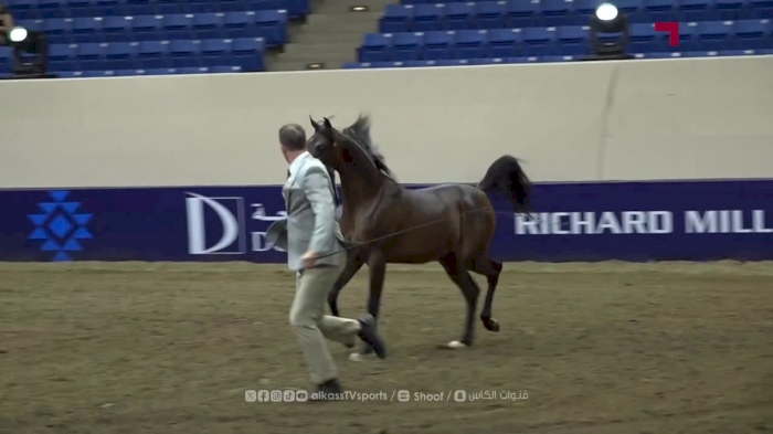 Global Champions Arabians Tour Americas Denver 2025 | Day 1