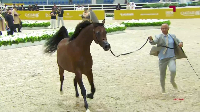 Studio highlights from the final day of the Global Champions Arabians Tour | Abu Dhabi