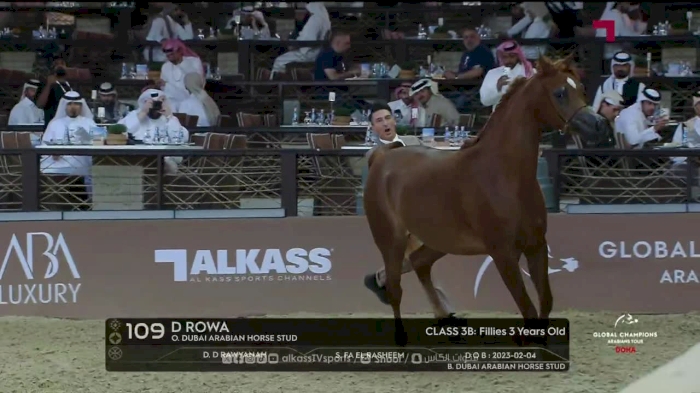 Studio highlights from Day 2 of the Global Champions Arabians Tour | Doha 2026