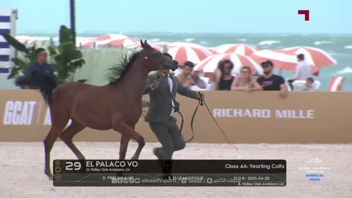 Global Champions Arabians Tour Miami 2026 - Studio Day 1