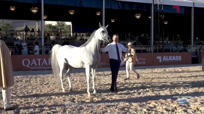 Global Champions Arabians Tour - Las Vegas 2026 day 2